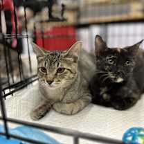 Thumbnail photo of Dunkaroo #3