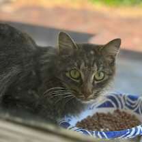 Thumbnail photo of Ellie #4