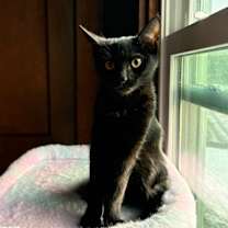 Thumbnail photo of Willow #1