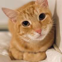 Thumbnail photo of Tango #1