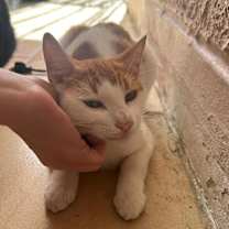 Thumbnail photo of Casper #1