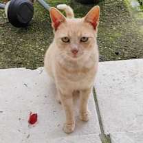 Thumbnail photo of Machirullo #4