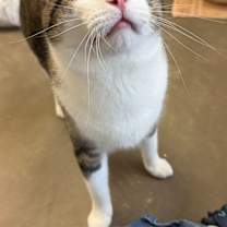 Thumbnail photo of Peanut must go with Louie #1