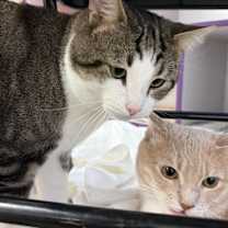 Thumbnail photo of Peanut must go with Louie #2