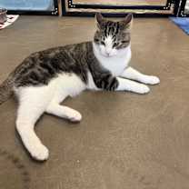 Thumbnail photo of Peanut must go with Louie #3