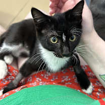 Thumbnail photo of Sutton #2