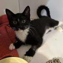 Thumbnail photo of Sutton #3