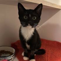 Thumbnail photo of Sutton #4