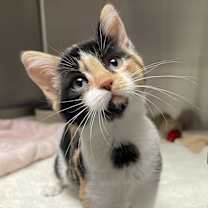 Thumbnail photo of Apollonia #1