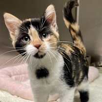 Thumbnail photo of Apollonia #2