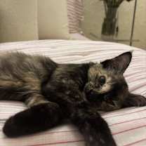 Thumbnail photo of Juniper #1