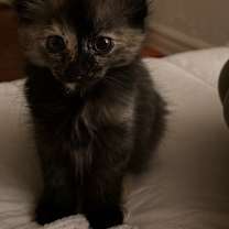 Thumbnail photo of Juniper #3