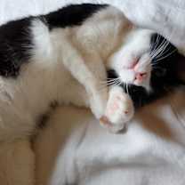 Thumbnail photo of Midge #1