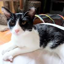 Thumbnail photo of Midge #2