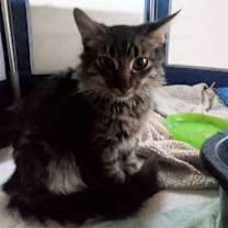 Thumbnail photo of Heather #1