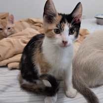 Thumbnail photo of Daisy #1