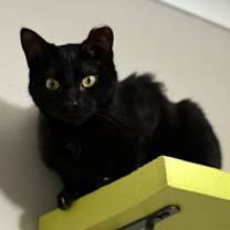 Thumbnail photo of Meowy Cyrus #3