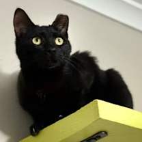 Thumbnail photo of Meowy Cyrus #4