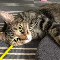 Thumbnail photo of Cinnamon #1