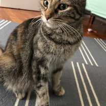 Thumbnail photo of Cinnamon #2