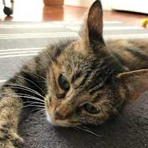 Thumbnail photo of Cinnamon #3