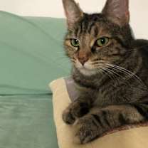 Thumbnail photo of Cinnamon #4