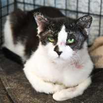 Thumbnail photo of Chester #1