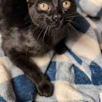 Thumbnail photo of Colin #1