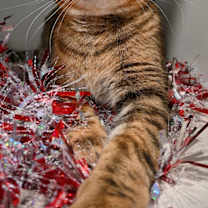 Thumbnail photo of Penokee #2