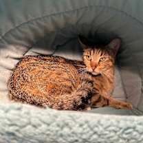 Thumbnail photo of Penokee #4