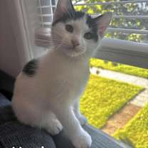 Thumbnail photo of sm5 Voodoo #2