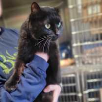 Thumbnail photo of Onyx (Fire Lake) #4