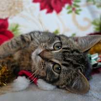 Thumbnail photo of Lucky #4