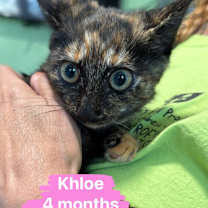 Thumbnail photo of Khloe #2