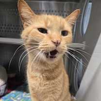 Thumbnail photo of Fiyero #1