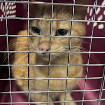 Thumbnail photo of Fiyero #2