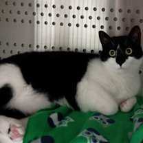 Thumbnail photo of Soju #1