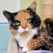 Thumbnail photo of Babushka #2