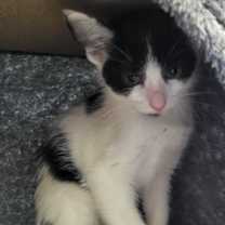 Thumbnail photo of Calamity Jane #1