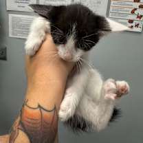 Thumbnail photo of Calamity Jane #2