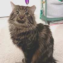 Thumbnail photo of Angus #1