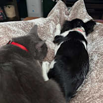 Thumbnail photo of Cat Burglar #1