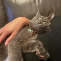 Thumbnail photo of Cat Burglar #3