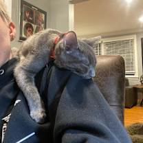 Thumbnail photo of Cat Burglar #4