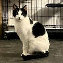 Thumbnail photo of Skips #1