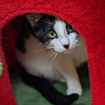 Thumbnail photo of Skips #3