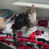 Thumbnail photo of Pesto #1