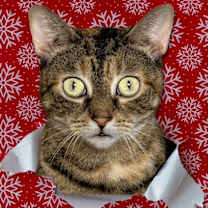 Thumbnail photo of Sheba  #4