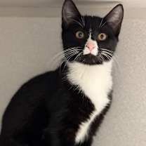 Thumbnail photo of Tweed #2