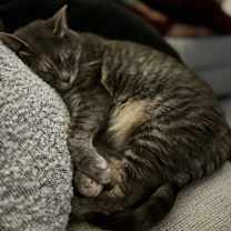 Thumbnail photo of Tara #2